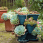 Hens & Chicks Cactus Mix – 30 Seeds - - Seeds