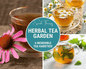 Herbal Tea Seed Collection – 6 Varieties - - Seeds