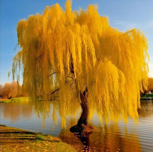 Gold Weeping Willow Cuttings - 5 Pack - Fast Growing Shade Tree - Bonsai or Landscape - - UNROOTED CUTTINGS