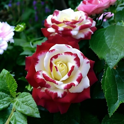 20 Red & White Rare Twin Rose Seeds - Unique Bicolor Blooms - - garden flowers