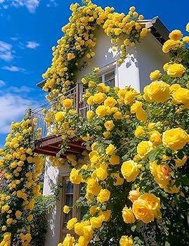 20 Yellow Climbing Rose Seeds - Fragrant Perennial Vine - Fast-Growing - - Seeds