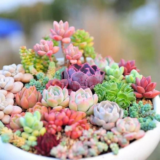 200 Rare Mixed Succulent Seeds - Colorful & Unique Echeveria, Sedum, Lithops Collection - 200 Rare Mixed Succulent Seeds - Colorful & Unique Echeveria, Sedum, Lithops Collection Easy to Grow Indoor Outdoor Non-GMO Heirloom Variety - Seeds