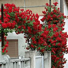 20 Red Climbing Rose Seeds - Fragrant Perennial Vine - Fast-Growing - - garden flowers