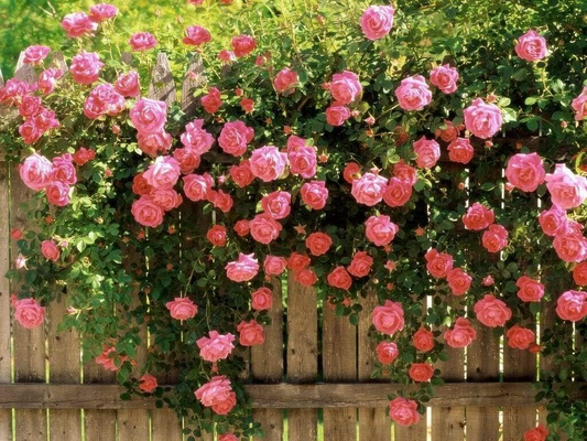 20 Pink Climbing Rose Seeds - Fragrant Perennial Vine - 20 Pink Climbing Rose Seeds - Fragrant Perennial Vine - Fast-Growing Flower for Trellis, Arbors & Fences - Easy to Grow - rose seeds