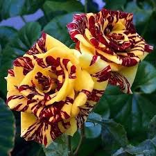 20 Dragon Tiger Rose Seeds - Rare Striped Rose Variety - Exotic Red & Yellow Blooms - - Seeds