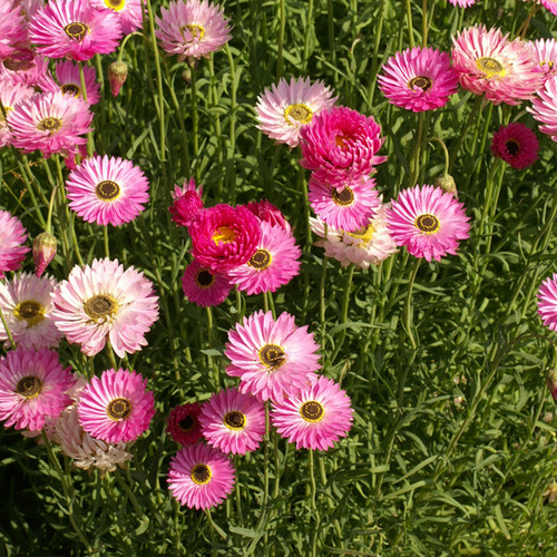 200 Seeds Paper Daisy Pink Everlasting Flower - 200 Seeds Paper Daisy Pink Everlasting Flower for Florists & Crafters, Pollinators, Non-GMO, Helipterum roseum, Long-lasting Blooms - Seeds