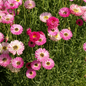 200 Seeds Paper Daisy Pink Everlasting Flower - 200 Seeds Paper Daisy Pink Everlasting Flower for Florists & Crafters, Pollinators, Non-GMO, Helipterum roseum, Long-lasting Blooms - Seeds
