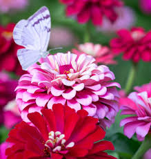 100 Seeds Zinnia ICE QUEEN Bi-Color Pink White Flowers - 100 Seeds Zinnia ICE QUEEN Bi-Color Pink White Flowers, Attracts Butterflies & Hummingbirds, Non-GMO, Vibrant Garden Blooms, Easy to Grow - Seeds