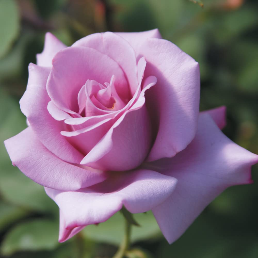 Blue Girl Hybrid Tea Rose Fragrant Lavender-Blue Blooms - 3 Unrooted Cuttings 6" Rosa ‘Blue Girl’ Hybrid Tea Rose | Fragrant Lavender-Blue Blooms | Live Flowering Rose Bush | Easy to Propagate - Plants