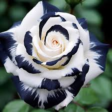 20pcs Rare Black & White Rose Seeds – Unique Two-Tone Blooms - 20pcs Rare Black & White Rose Seeds – Unique Two-Tone Blooms, Elegant Garden Flower, Easy to Grow, Perennial Beauty - garden flowers