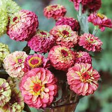 Queen Lime Red Zinnia Seeds – 100+ Seeds – Vintage Rose-Lime Blooms - Queen Lime Red Zinnia Seeds – 100+ Seeds – Vintage Rose-Lime Blooms for Cut Flower Gardens, Pollinator Beds, and Summer Bouquets – USA - Seeds