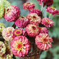 Queen Lime Red Zinnia Seeds – 100+ Seeds – Vintage Rose-Lime Blooms - Queen Lime Red Zinnia Seeds – 100+ Seeds – Vintage Rose-Lime Blooms for Cut Flower Gardens, Pollinator Beds, and Summer Bouquets – USA - Seeds