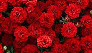 French Fireball Marigold 25 Seeds – Vibrant Red and Gold Blooms - French Fireball Marigold Seeds – 25+ Seeds – Vibrant Red and Gold Blooms for Borders, Pollinator Gardens, and Summer Flower Beds – USA - Seeds