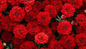French Fireball Marigold 25 Seeds – Vibrant Red and Gold Blooms - French Fireball Marigold Seeds – 25+ Seeds – Vibrant Red and Gold Blooms for Borders, Pollinator Gardens, and Summer Flower Beds – USA - Seeds