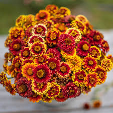 100+ Aztec Mix Zinnia Seeds – Vibrant Multi-Color Blooms - 100+ Aztec Mix Zinnia Seeds – Vibrant Multi-Color Blooms for Garden Planting, Heat-Tolerant Flowers for Beds & Pollinators – USA - Seeds
