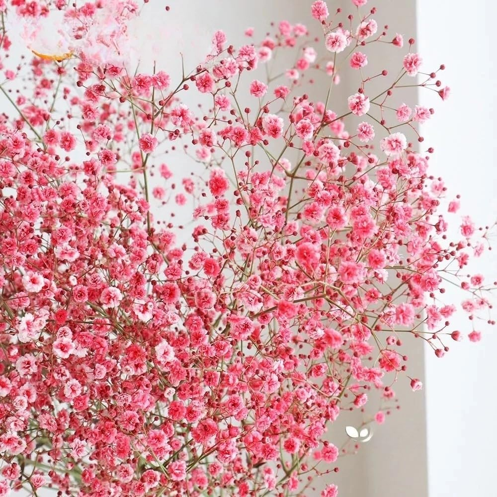 1000 Seeds Baby's Breath Deep Carmine Crimson Red Flowers - 1000 Seeds Baby's Breath Deep Carmine, Crimson Red Flowers, Non-GMO, Pollinator-Friendly, Elegant Garden Blooms, Gypsophila elegans - Seeds