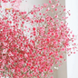 1000 Seeds Baby's Breath Deep Carmine Crimson Red Flowers - 1000 Seeds Baby's Breath Deep Carmine, Crimson Red Flowers, Non-GMO, Pollinator-Friendly, Elegant Garden Blooms, Gypsophila elegans - Seeds