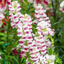 Antirrhinum majus Maryland Plumblossom Snapdragon Seeds – 1000+ - Antirrhinum majus Maryland Plumblossom Snapdragon Seeds – 1000+ Stunning Blooms for Garden & Cut Flowers - Seeds