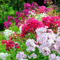 500 Seeds Phlox Tall Mix Pink White Red Flowers - 500 Seeds Phlox Tall Mix, Pink, White, Red Flowers, 18" Tall, Spring Blooms, Heirloom, Non-GMO, Perennial, Vibrant Garden Flowers - Seeds