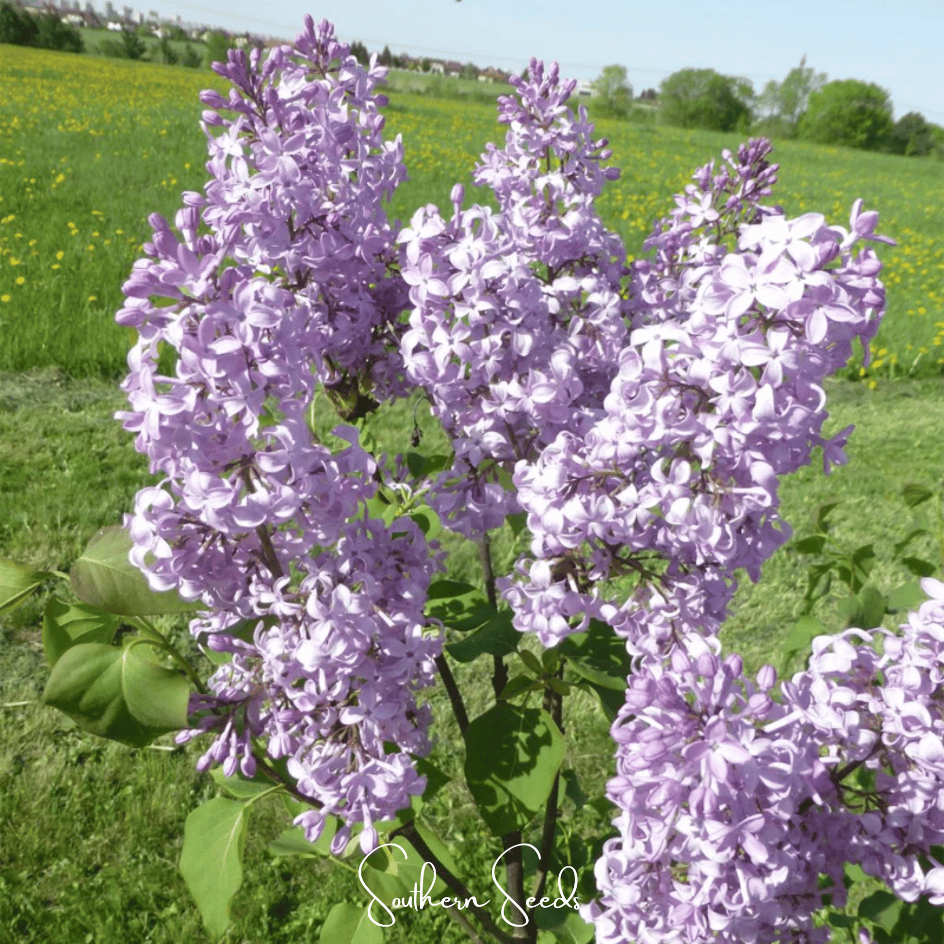 Early Blooming Lilac – 30 Seeds - - Seeds