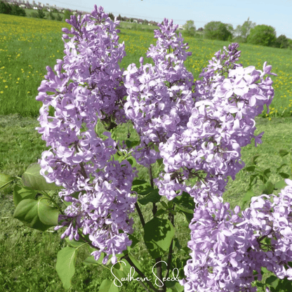 Early Blooming Lilac – 30 Seeds - - Seeds