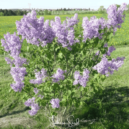 Early Blooming Lilac – 30 Seeds - - Seeds
