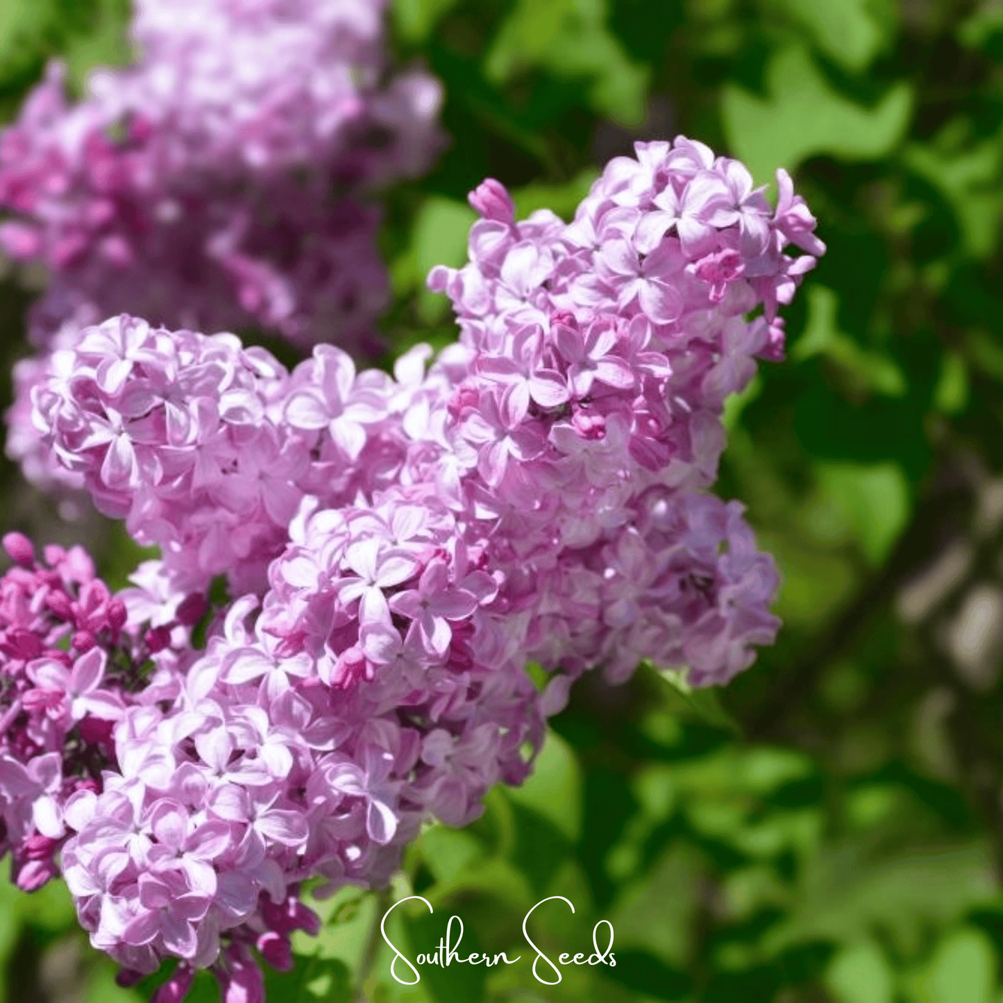 Early Blooming Lilac – 30 Seeds - - Seeds
