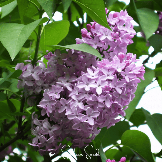 Early Blooming Lilac – 30 Seeds - - Seeds