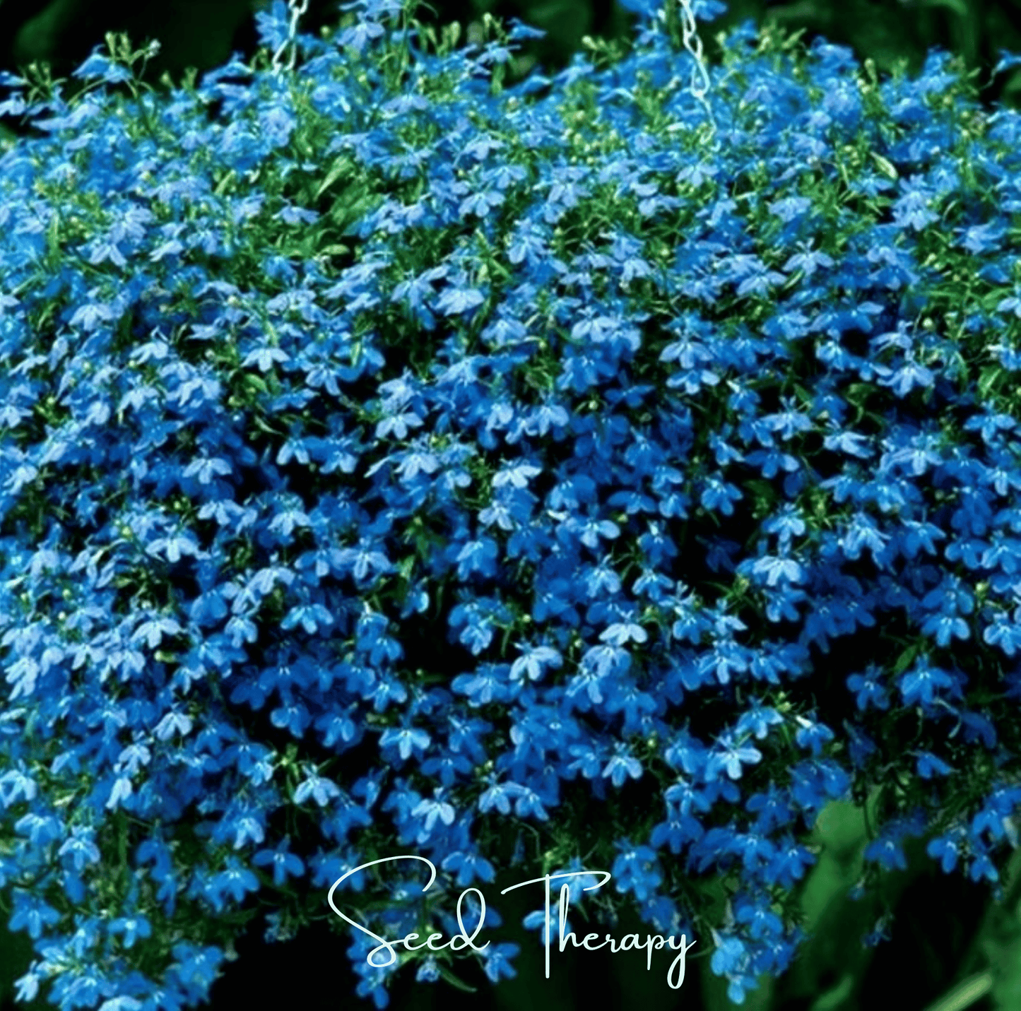 Blue Carpet Lobelia – 100 Seeds - - Seeds