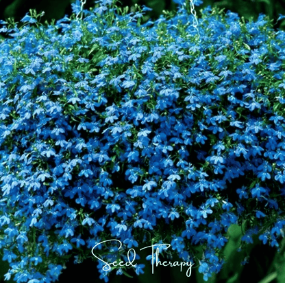 Blue Carpet Lobelia – 100 Seeds - - Seeds