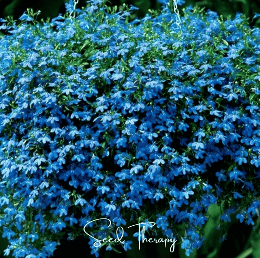 Blue Carpet Lobelia – 100 Seeds - - Seeds