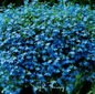 Blue Carpet Lobelia – 100 Seeds - - Seeds