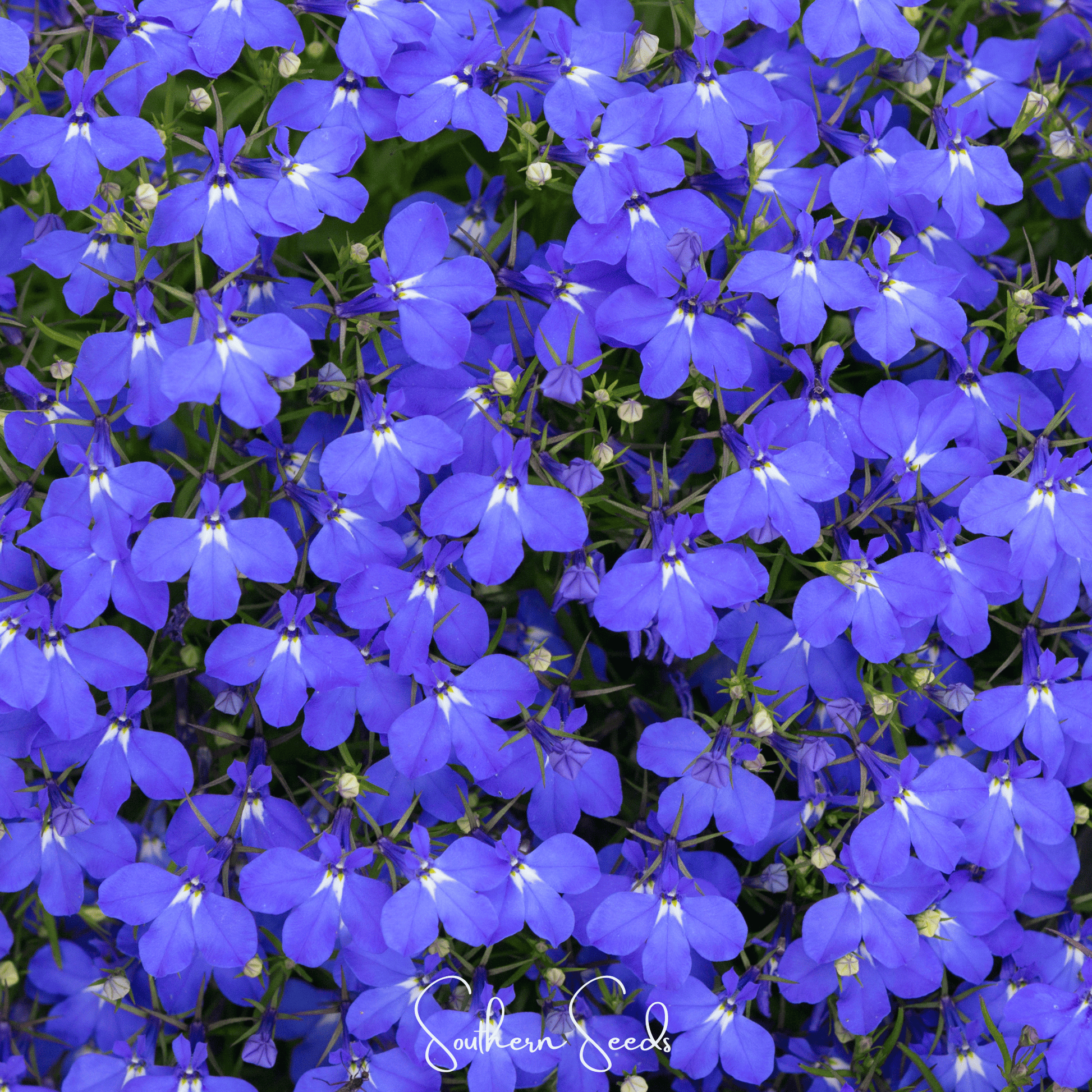 Blue Carpet Lobelia – 100 Seeds - - Seeds