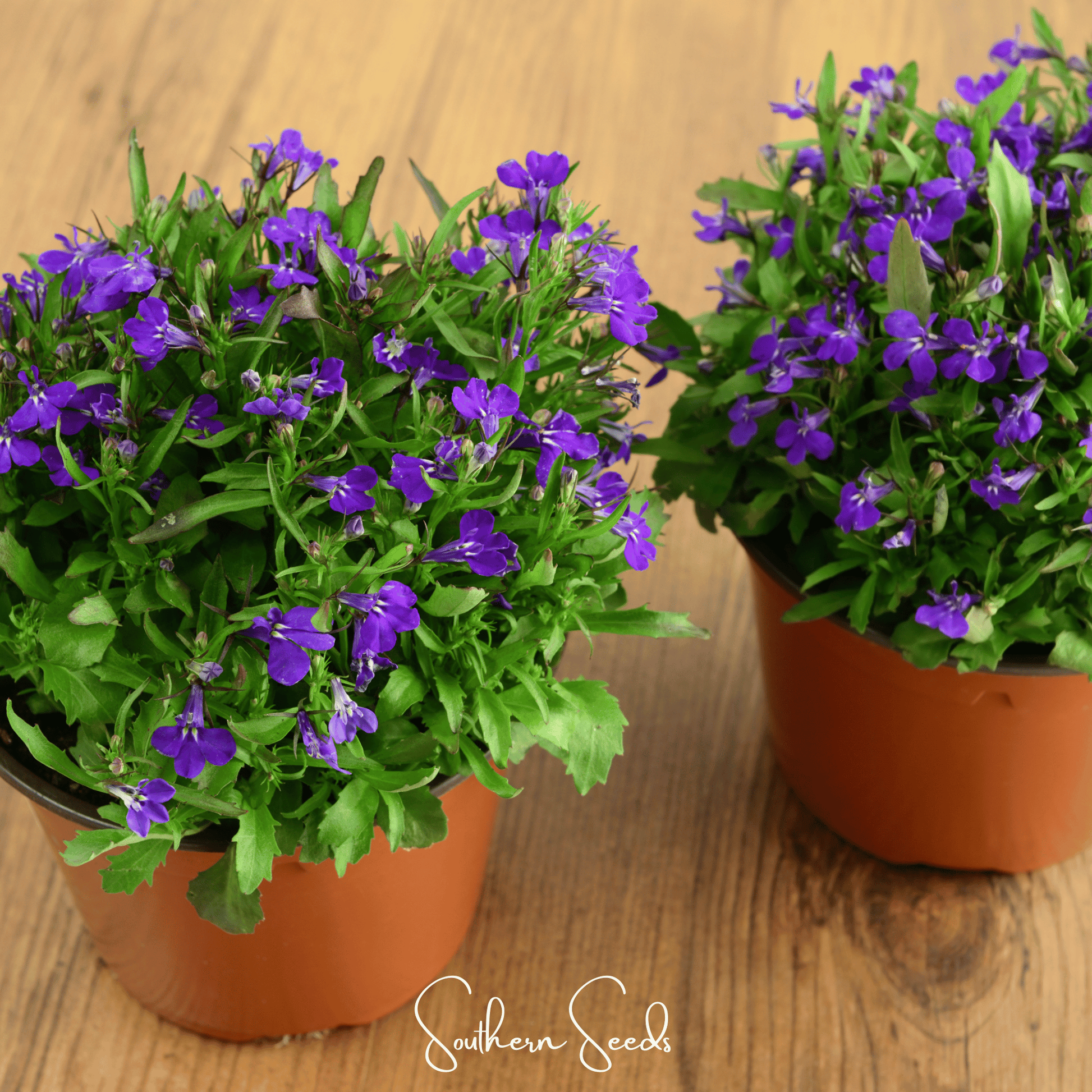 Blue Carpet Lobelia – 100 Seeds - - Seeds