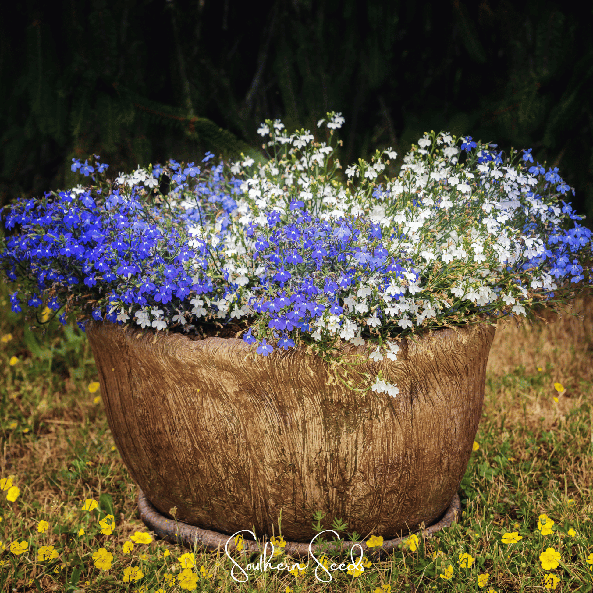 Blue Carpet Lobelia – 100 Seeds - - Seeds