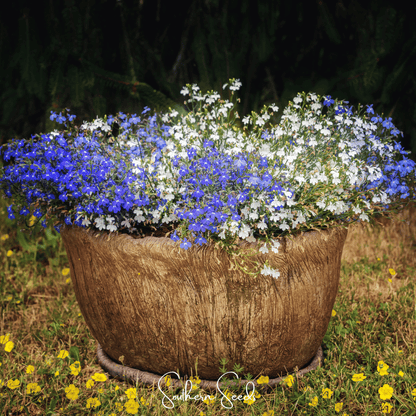 Blue Carpet Lobelia – 100 Seeds - - Seeds