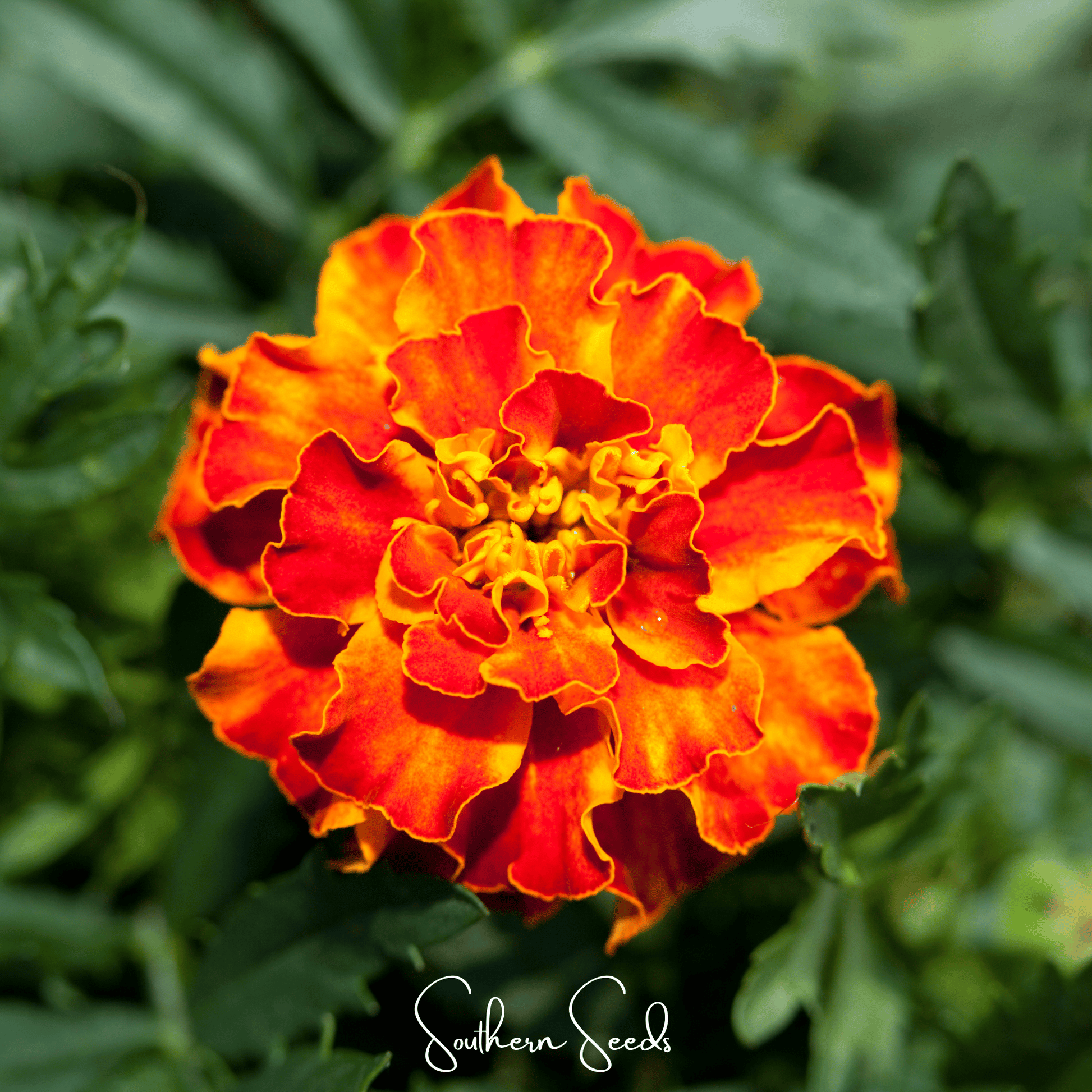 Bolero French Marigold – 50 Seeds - - Seeds