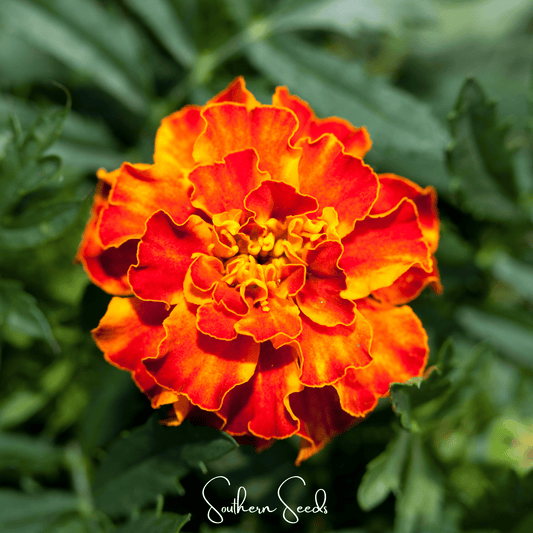 Bolero French Marigold – 50 Seeds - - Seeds