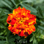 Bolero French Marigold – 50 Seeds - - Seeds