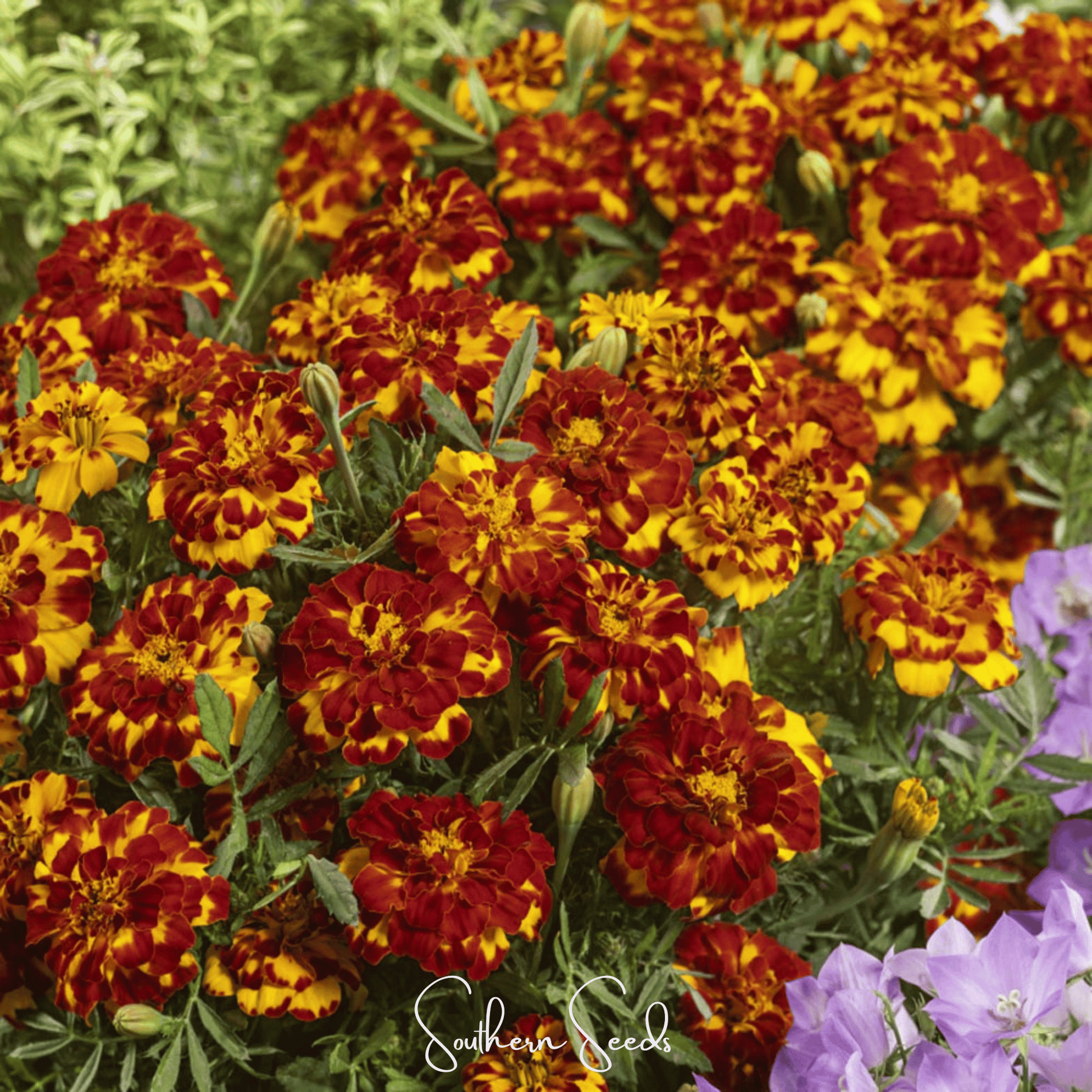 Bolero French Marigold – 50 Seeds - - Seeds