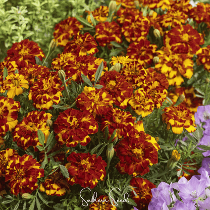 Bolero French Marigold – 50 Seeds - - Seeds