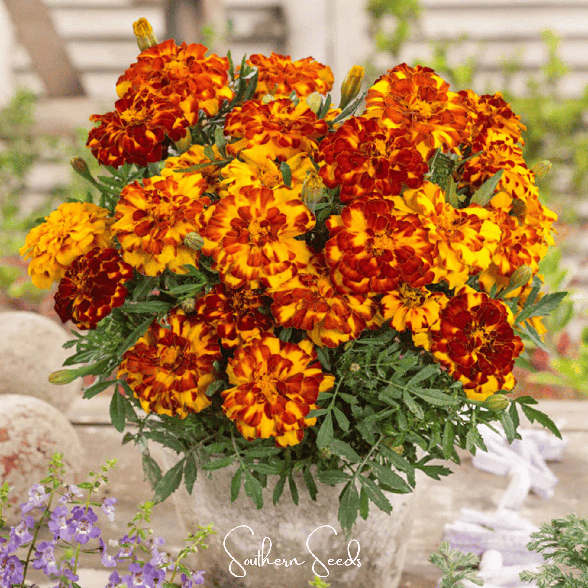 Bolero French Marigold – 50 Seeds - - Seeds