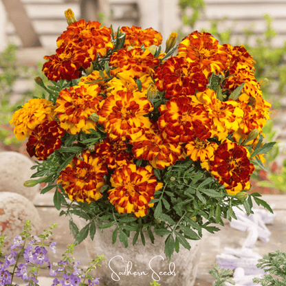 Bolero French Marigold – 50 Seeds - - Seeds