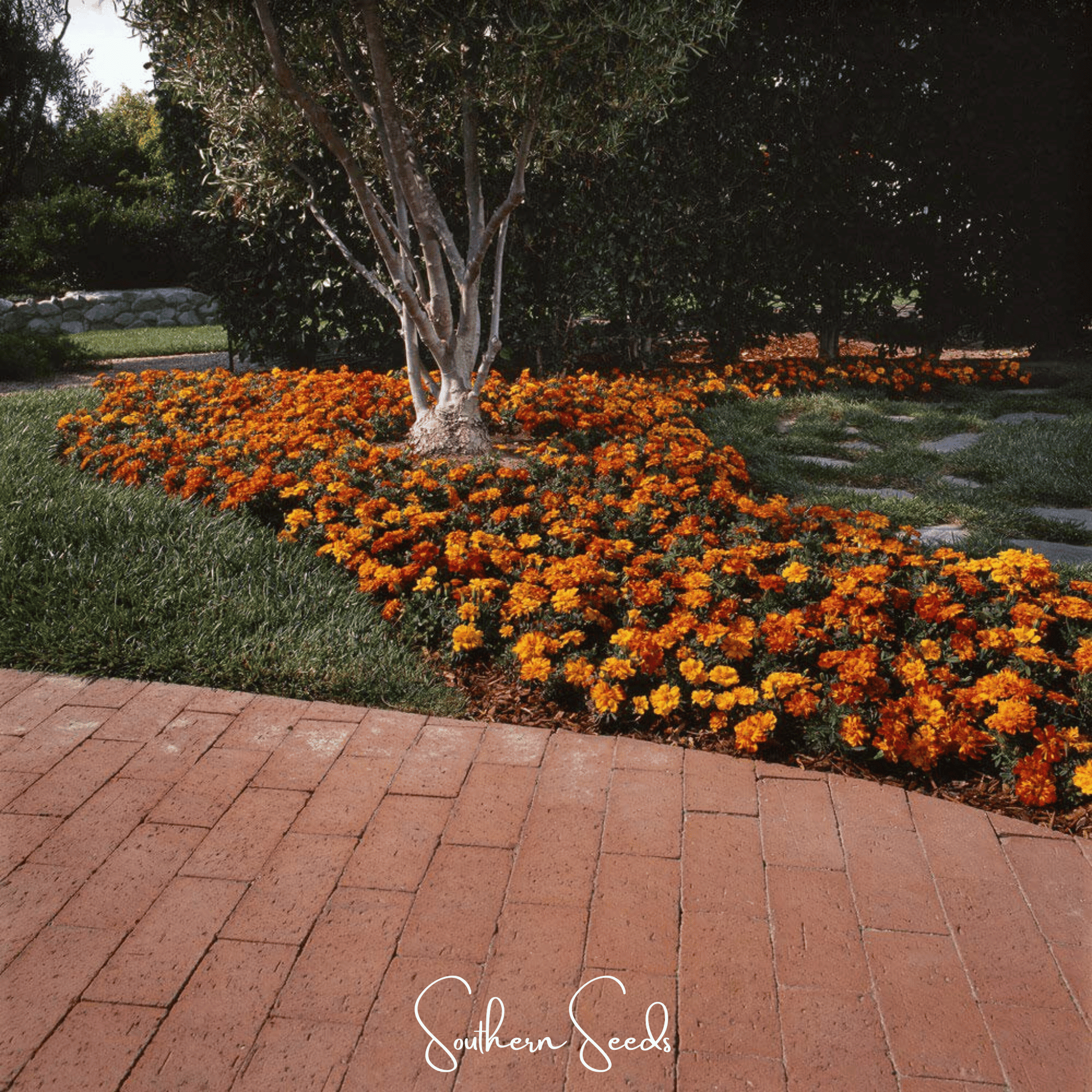 Bolero French Marigold – 50 Seeds - - Seeds