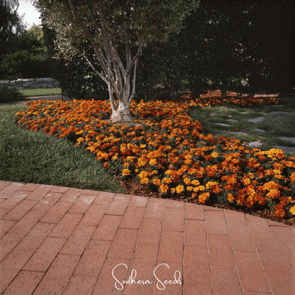 Bolero French Marigold – 50 Seeds - - Seeds