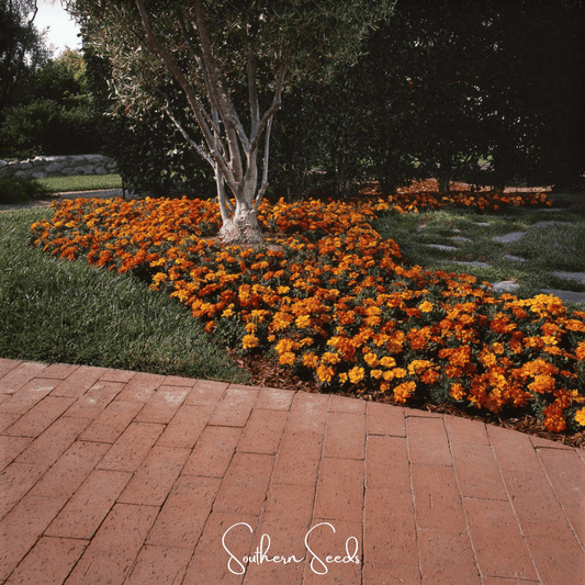 Bolero French Marigold – 50 Seeds - - Seeds
