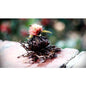 The Red Lotus - -