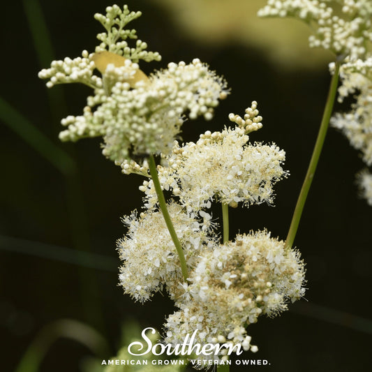 Meadowsweet – 50 Seeds - - Seeds