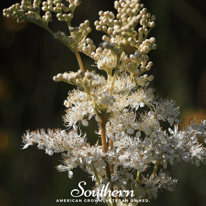 Meadowsweet – 50 Seeds - - Seeds