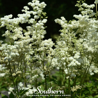 Meadowsweet – 50 Seeds - - Seeds
